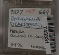 Badhamia dearnessii image